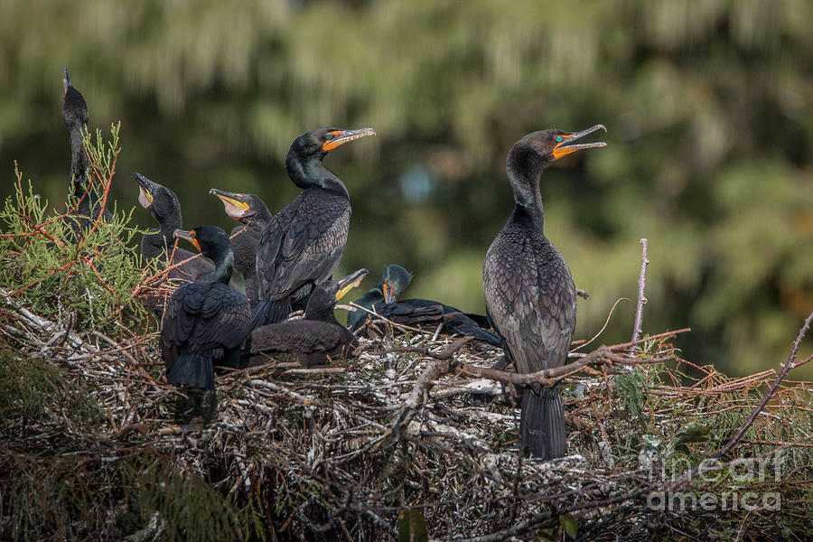 Cormorant Family Photograph by Tom Claud