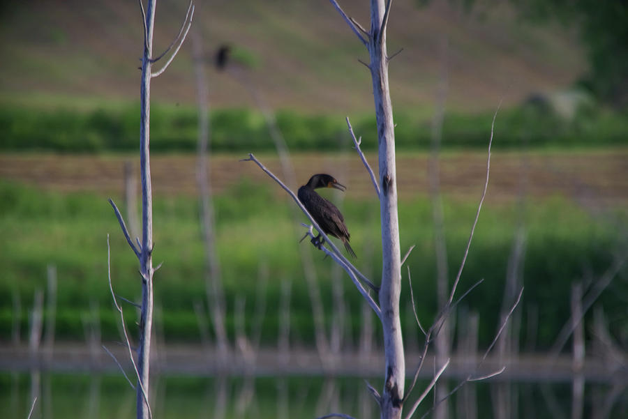 Cormorant In A Tree Photograph