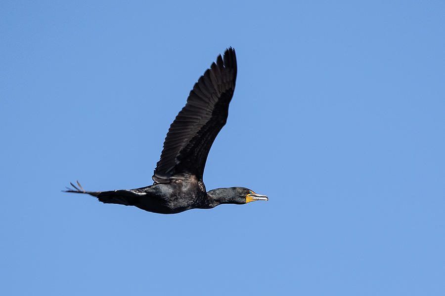 Cormorant in Flight Photograph by Denise Kopko