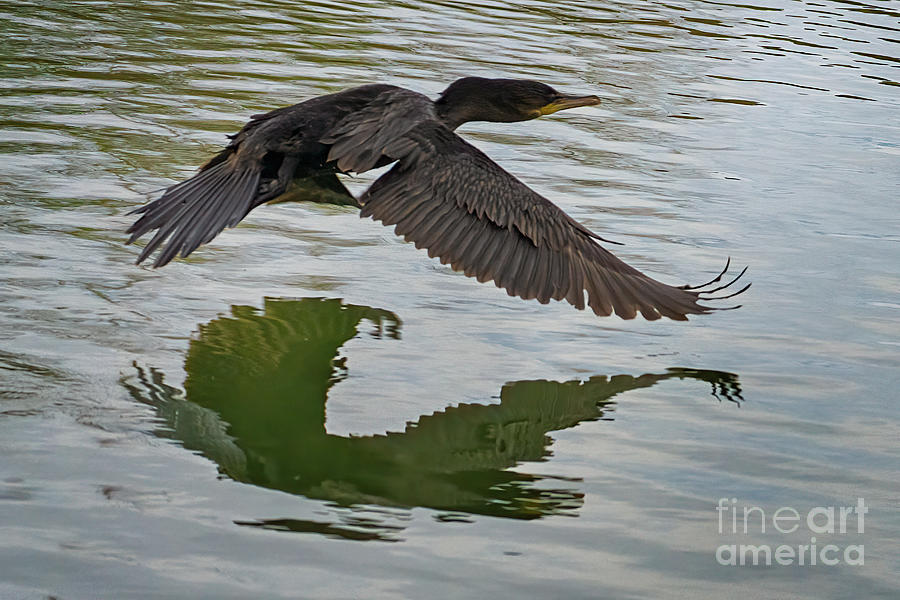 Cormorant in Flight Photograph by Priscilla Burgers