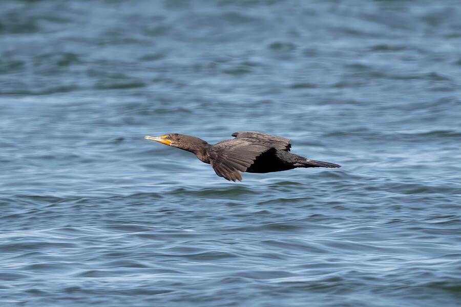 Wildlife Photograph - Cormorant in Flight by Unbridled Discoveries Photography LLC