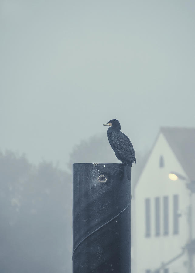 Cormorant In Harbor 2 Photograph by Jaroslav Buna