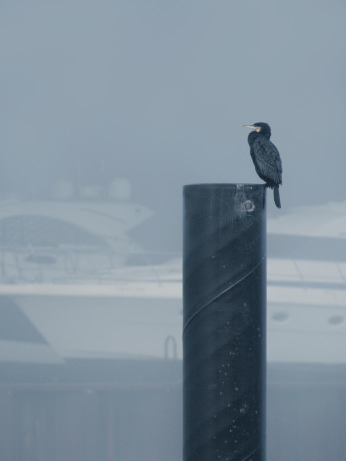 Cormorant In Harbor Photograph by Jaroslav Buna