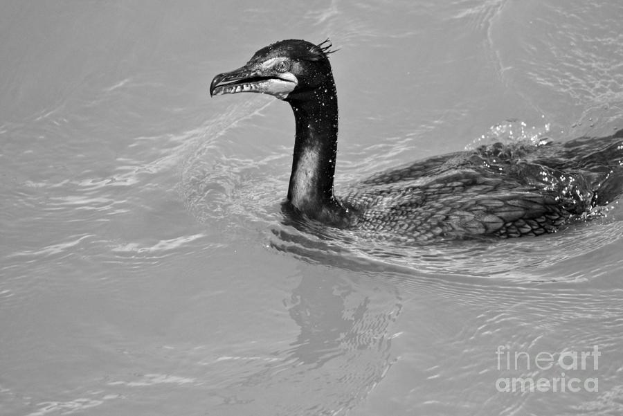 Cormorant In The Susquehanna River Black And White Photograph by Adam Jewell
