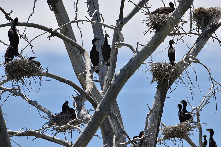 Cormorant island Photograph by Nicholas Kittle Fine Art America
