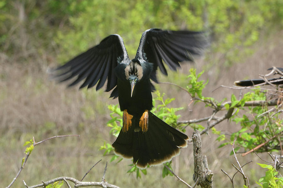 Anhinga Landing #1 Photograph by Jerry Griffin