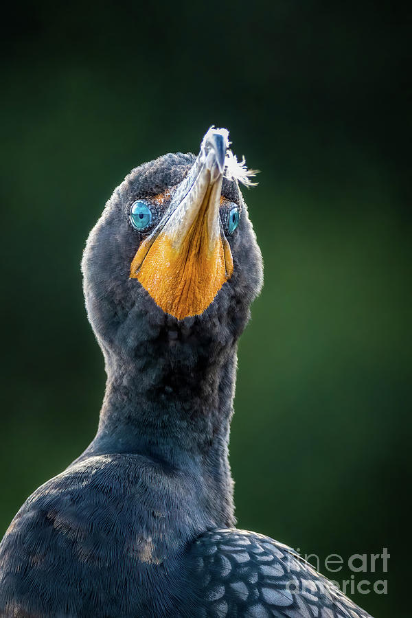 Cormorant Look Photograph by Tom Claud