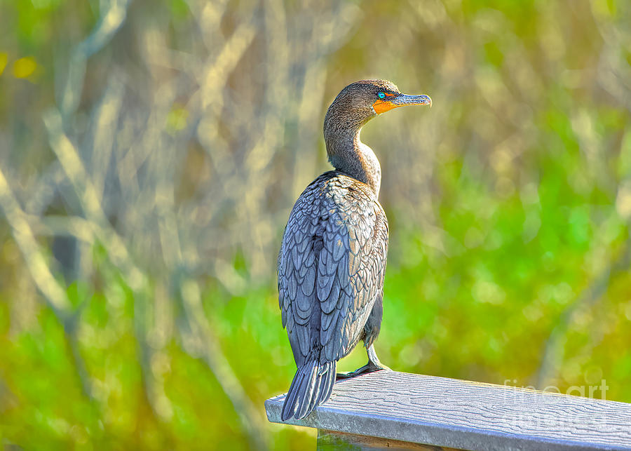 Cormorant Lookout Photograph by Judy Kay