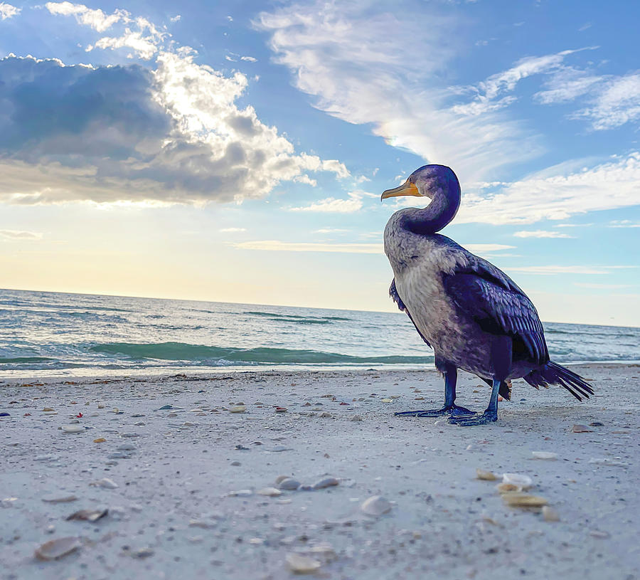 Cormorant Looks to the Sea Photograph by Gary Shlifer