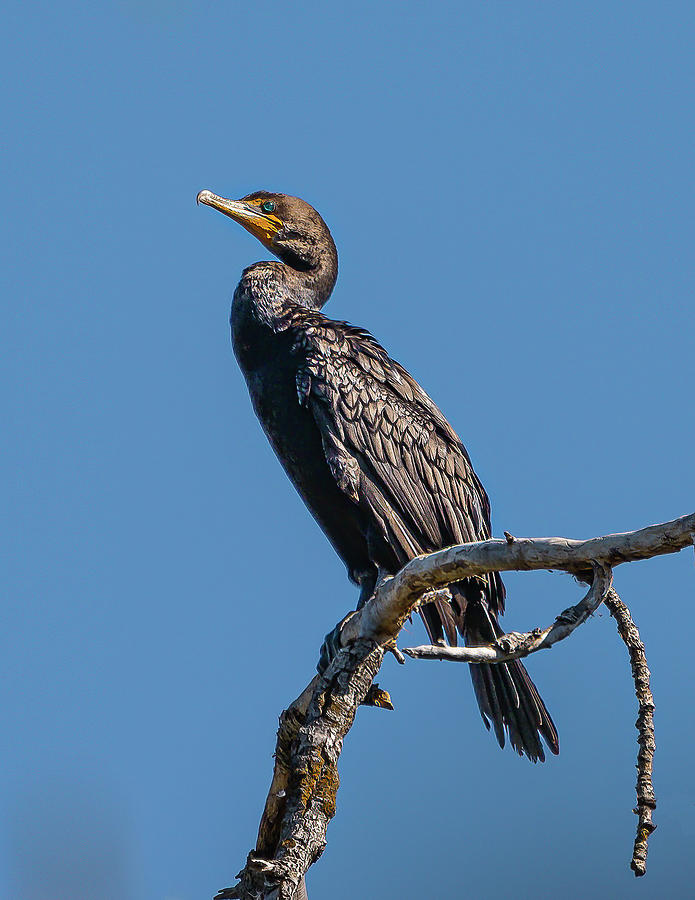 Cormorant Photograph by Mark Mille