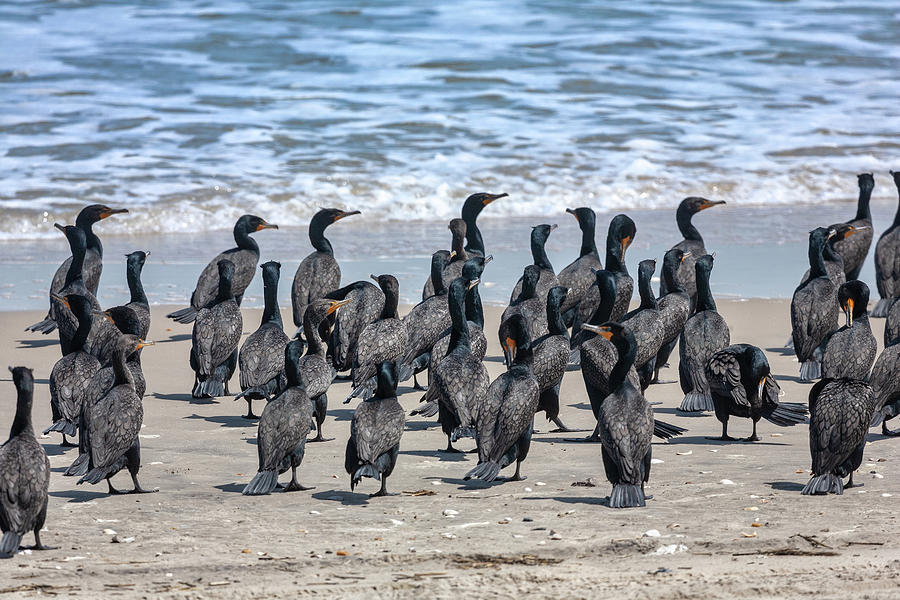 Cormorant Meet-Up on the Outer Banks Photograph by Dan Carmichael