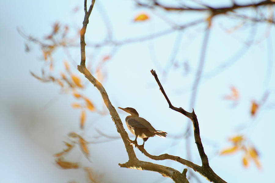 Cormorant on Branch Photograph by Lisa Kamolnick