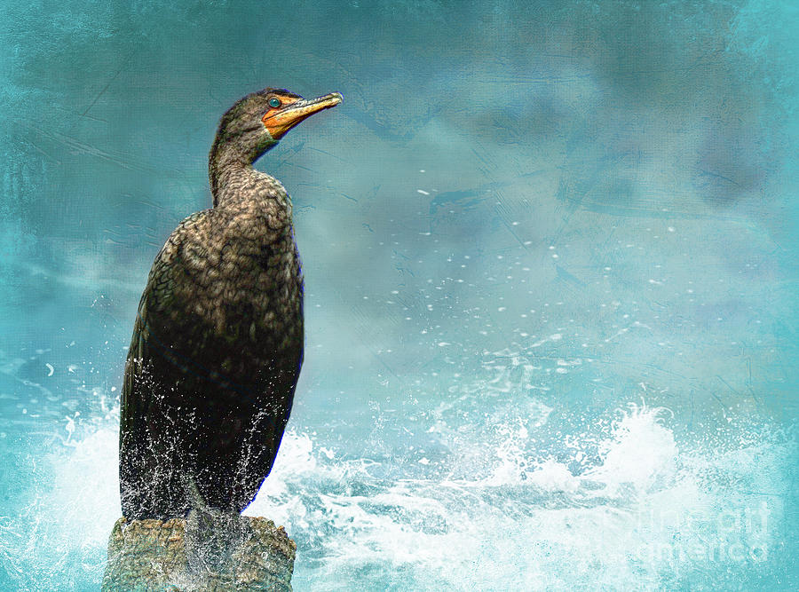 Cormorant on Piling Photograph by Judi Bagwell