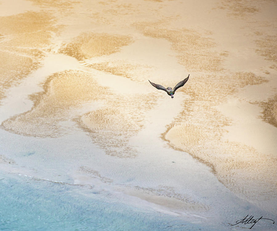 Cormorant Over Sand and Sea Photograph by Meg Leaf