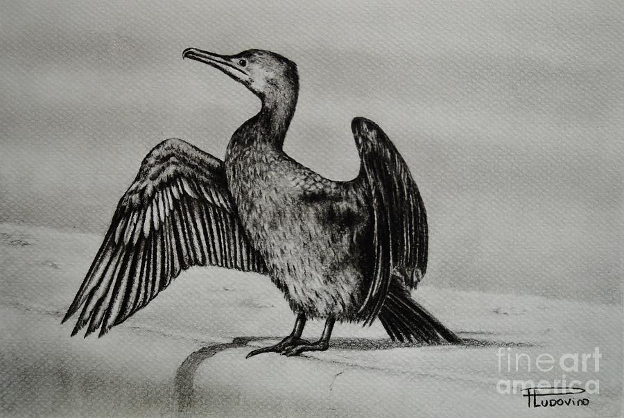 Cormorant Drawing by Paula Ludovino