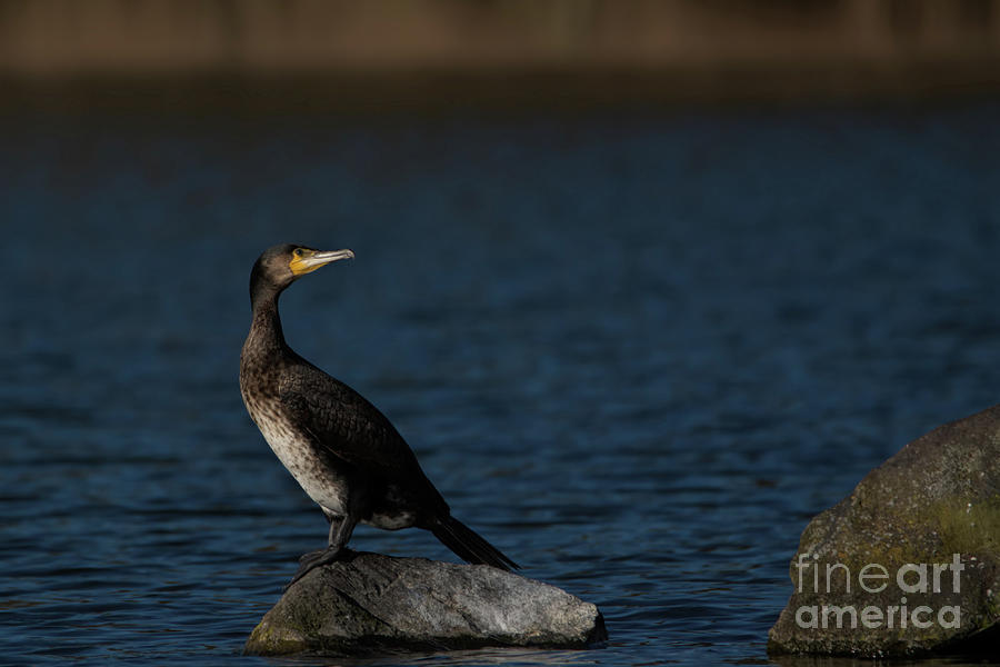 Cormorant perched  Photograph by Baggieoldboy