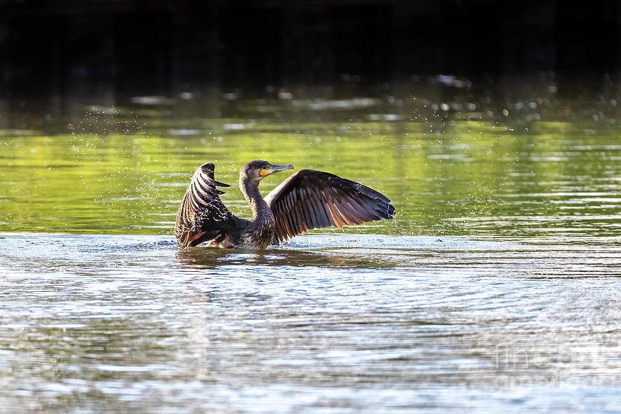 Cormorant, Phalacrocorax carbo, flaps his wings on landing in the river Itchen, Hampshire, UK. Drops of water are shown in the summer sunlight Photograph by Jane Rix