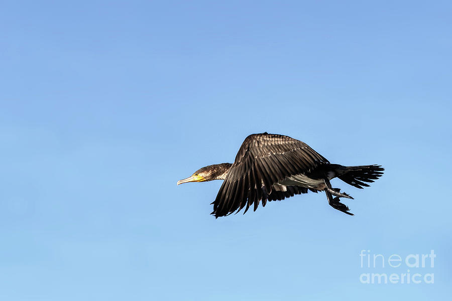Cormorant, phalacrocorax carbo, in flight over lake Naivasha, Kenya. Focus on head with motion blur on wings. Blue sky background Photograph by Jane Rix