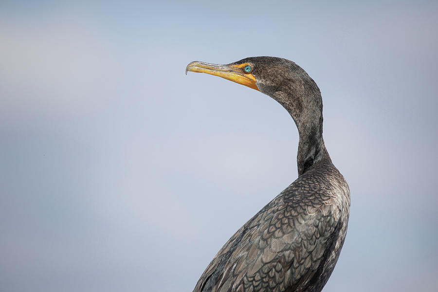 Cormorant Portrait Photograph by Fran Gallogly