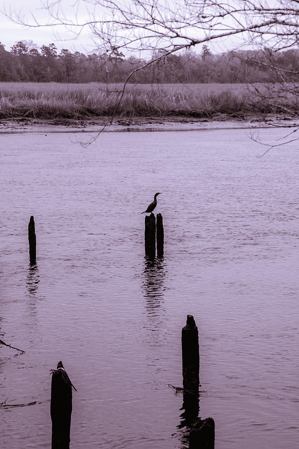Cormorant Silhouette Photograph by Cindy Robinson