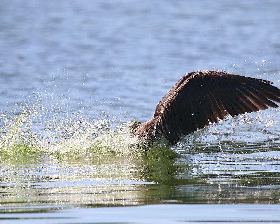 Cormorant Splashdown Photograph by Arvin Miner