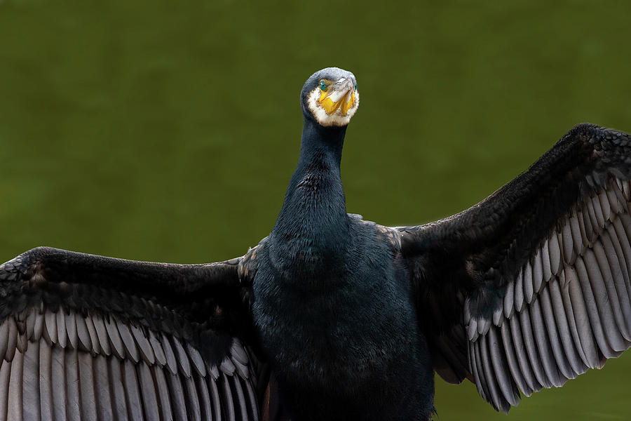 Cormorant spread 1 Photograph by Steev Stamford
