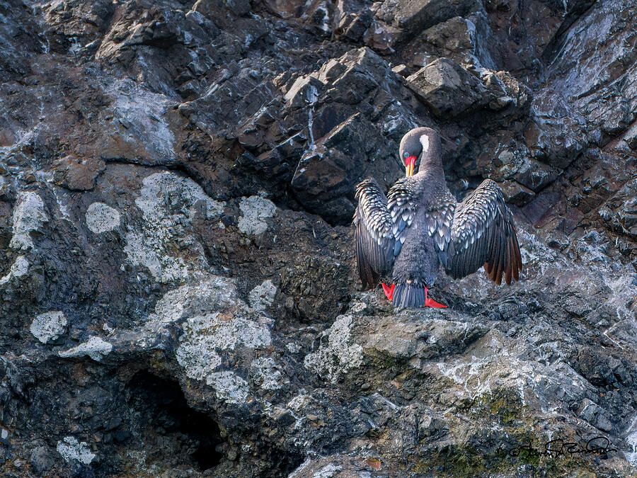 Cormorant spreads wings at Punihuil Islets Photograph by Steven Dos Remedios