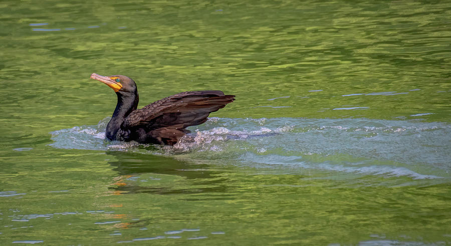 Cormorant Strikes a Pose Photograph by Marcy Wielfaert