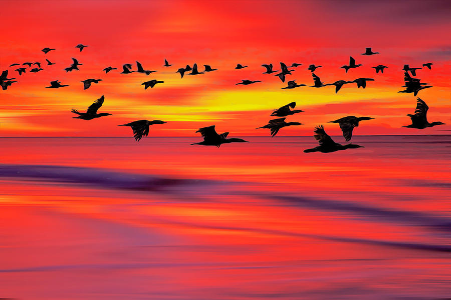 Cormorant Sunrise Photograph by Jim Dollar