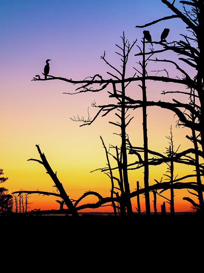 Cormorant Sunset Photograph by Rachel Morrison