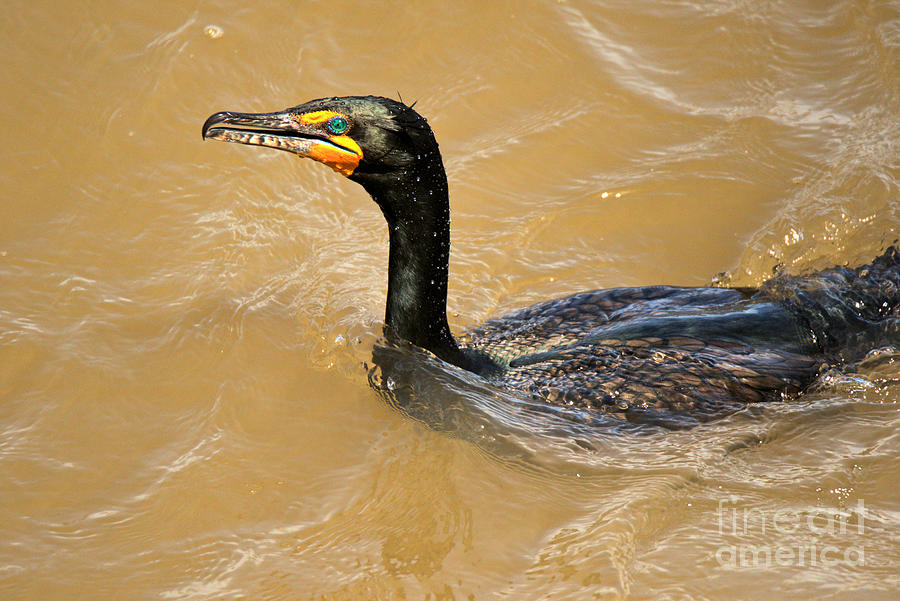 Cormorant Swimming In The Susquehanna Photograph by Adam Jewell