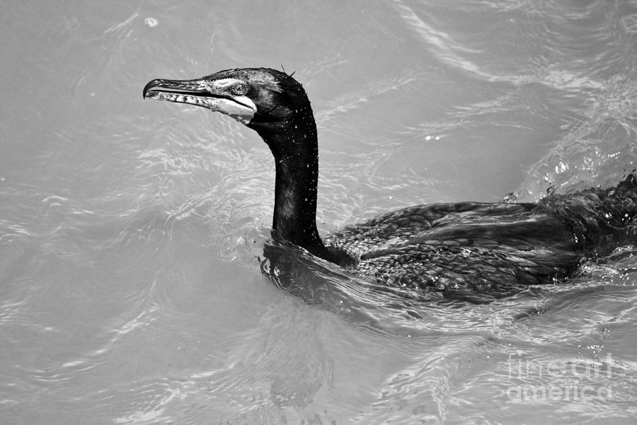 Cormorant Swimming In The Susquehanna Black And White Photograph by Adam Jewell