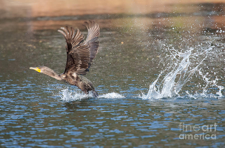 Cormorant Take-off Photograph by Jayne Carney