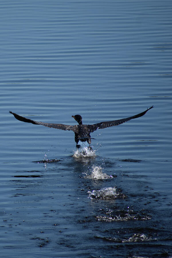 Cormorant taking off Photograph by Thierry Lach Cormorant taking off Photograph by Thierry Lach