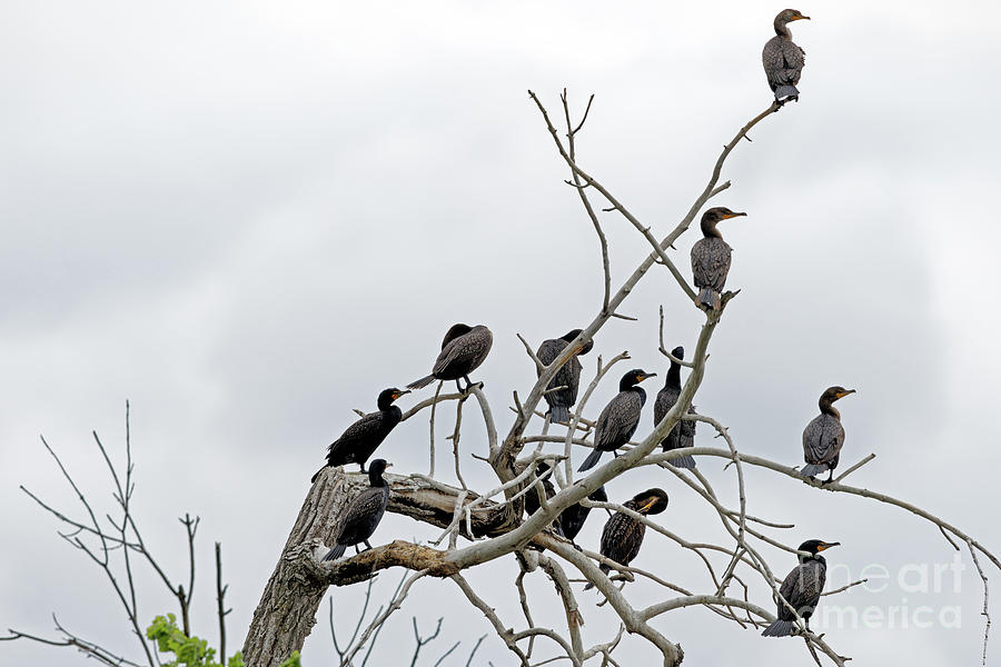 Cormorant Tree Photograph by Natural Focal Point Photography