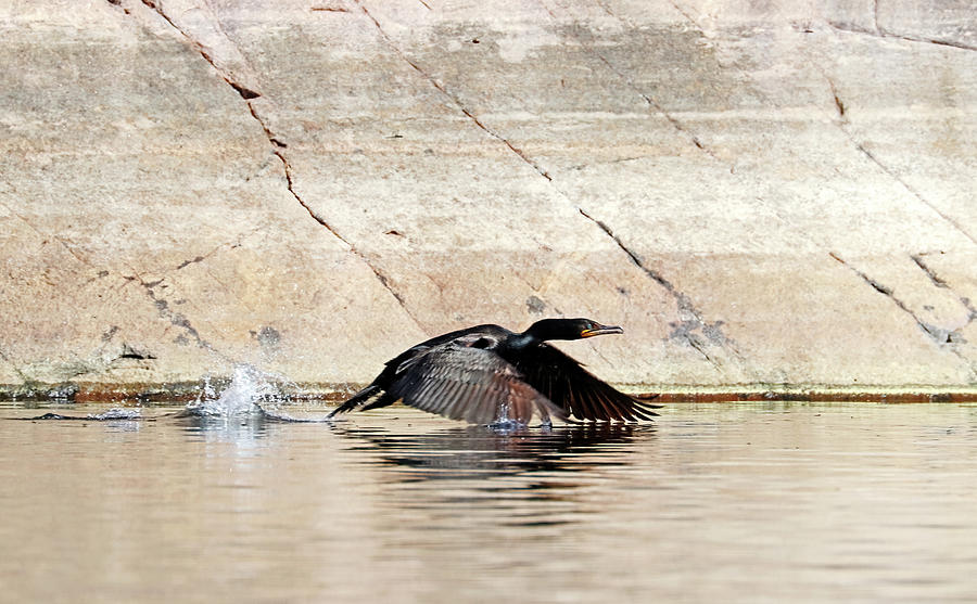 Cormorant Wing Dip Photograph by Debbie Oppermann
