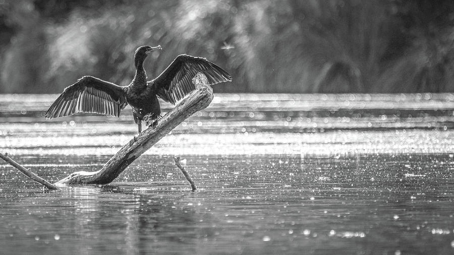 Cormorant Wings Spread On Log Photograph by Mike Fusaro