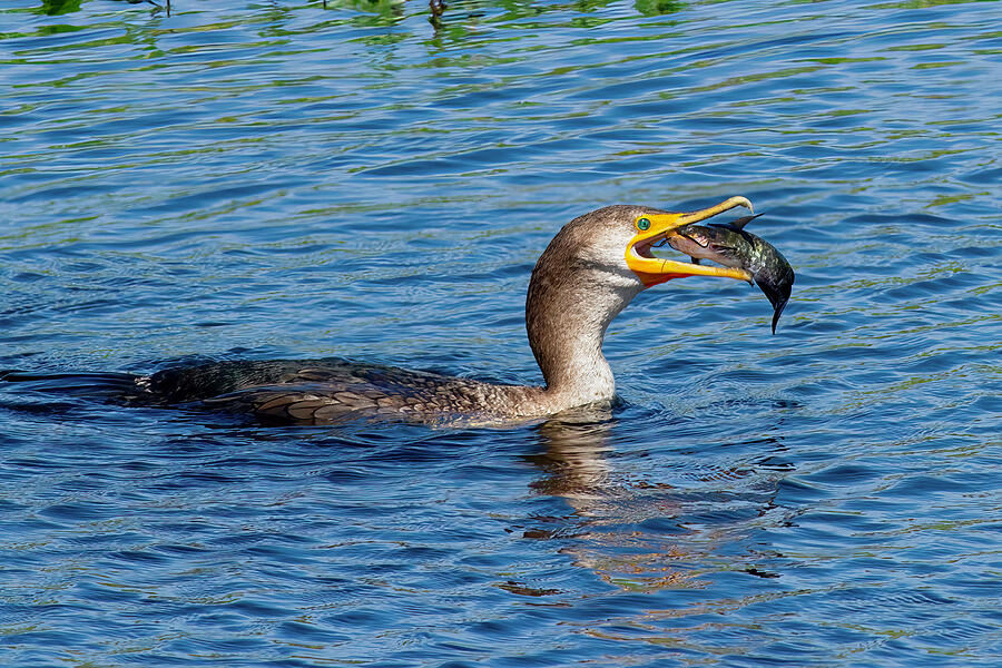 Cormorant with dinner Digital Art by Jerry Dalrymple Cormorant with dinner Digital Art by Jerry Dalrymple