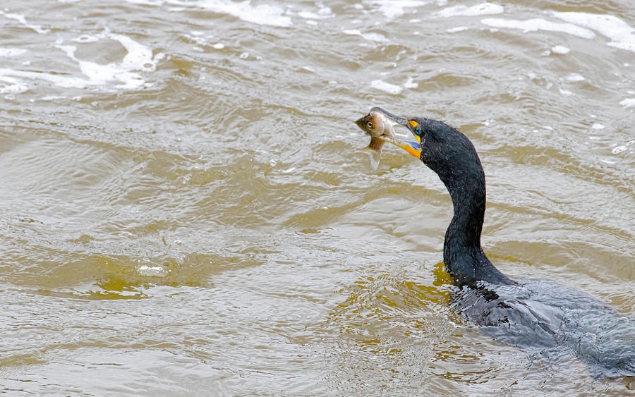 Cormorant with it's Hard earned Prize Photograph by Lee Hurley - Fine ...