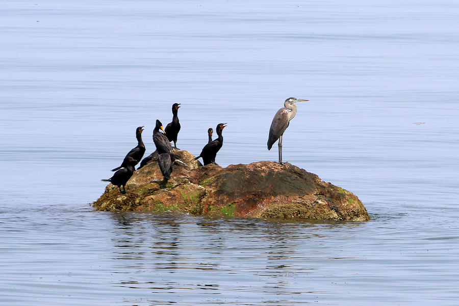 Cormorants and Great Blue Heron Smithtown New York Photograph by Bob Savage