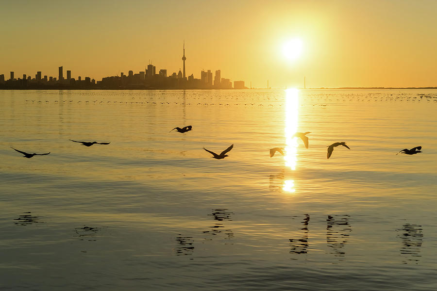 Cormorants and Skyscrapers - Brilliant Toronto Sun Rise with Urban Wildlife Photograph by Georgia Mizuleva
