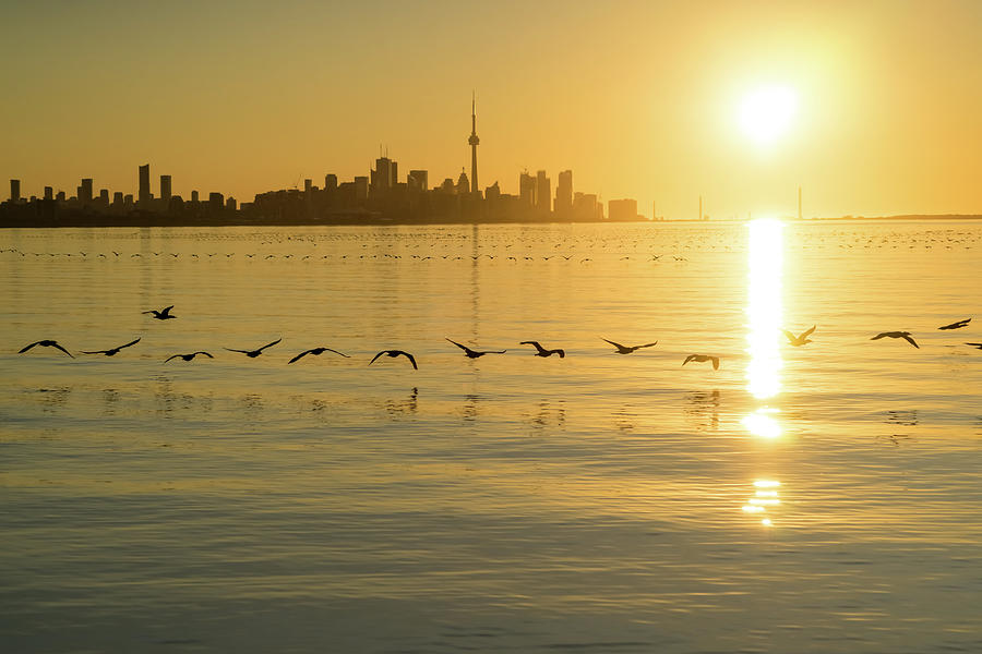 Cormorants and Skyscrapers - Brilliant Toronto Sunrise with Urban Wildlife Photograph by Georgia Mizuleva