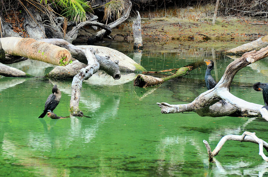 Cormorants at Blue Springs State Park Florida Photograph by Sheri ...