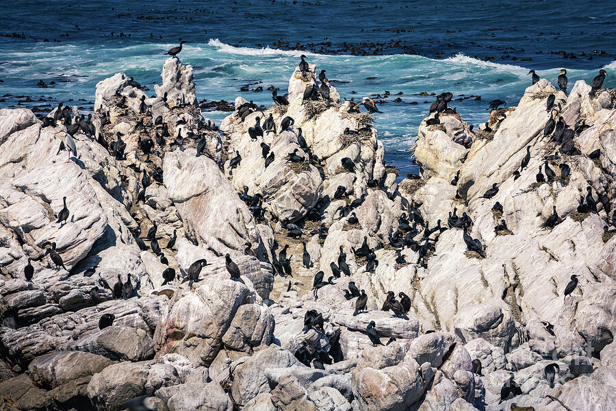 Cormorants at Stony Point Photograph by Eva Lechner