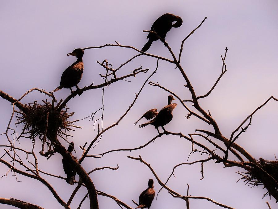 Cormorants Photograph