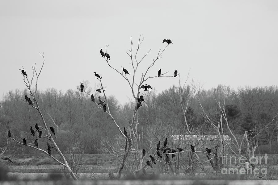 Cormorants Drying Out at Howard Marsh 1912 Photograph by Jack Schultz