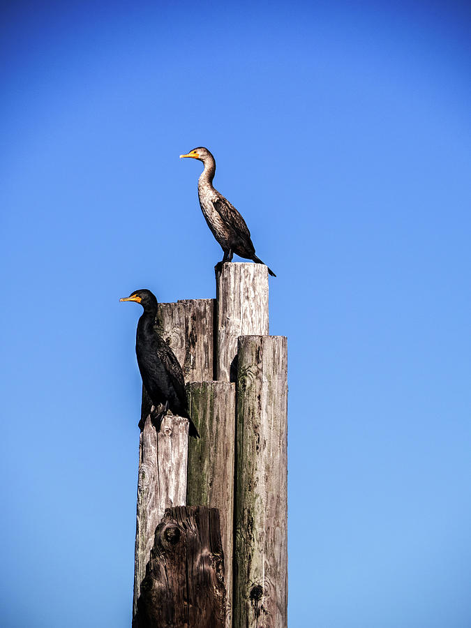 Cormorants on a Piling at Pier Photograph by James C Richardson