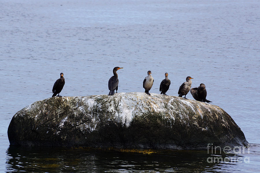 Cormorants on Rock by Kyle Neugebauer Cormorants on Rock by Kyle Neugebauer