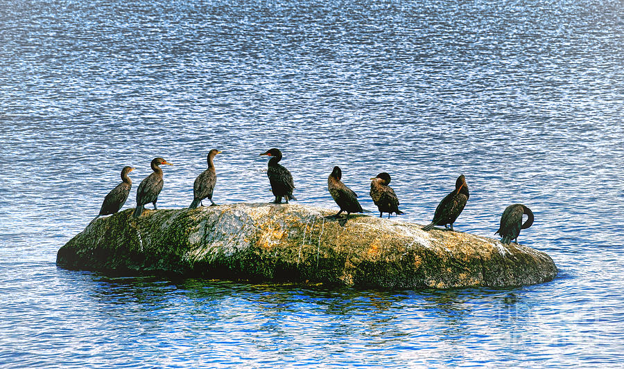 Cormorants on Rock Photograph by Olivier Le Queinec