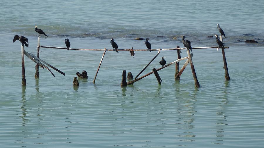 Cormorants On A Canal Photograph by Ocean View Photography